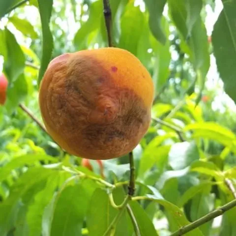 thumbnail for publication: Peach Brown Rot